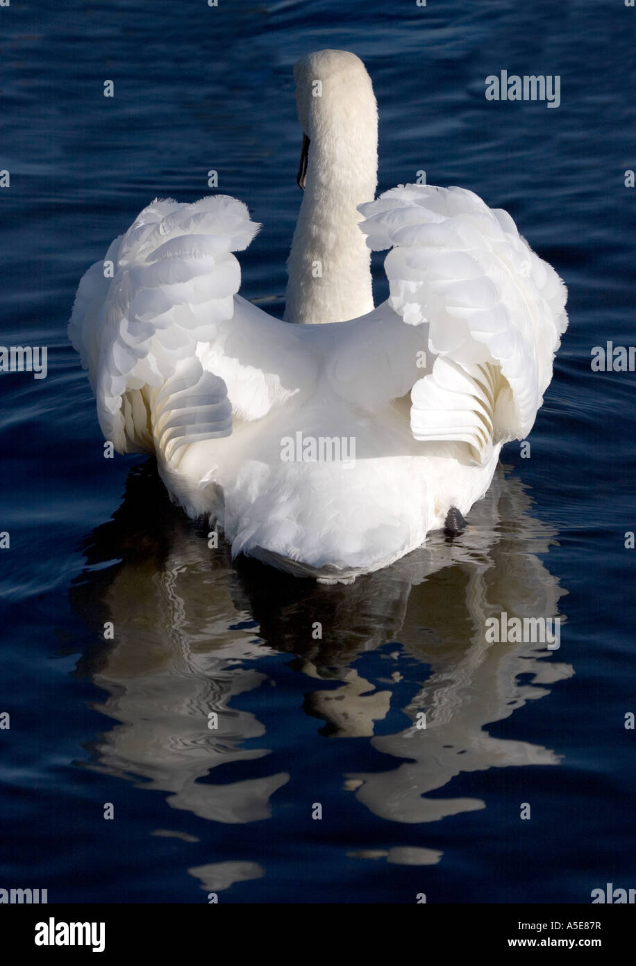 Mute Swan with Wings Raised Stock Photo Alamy