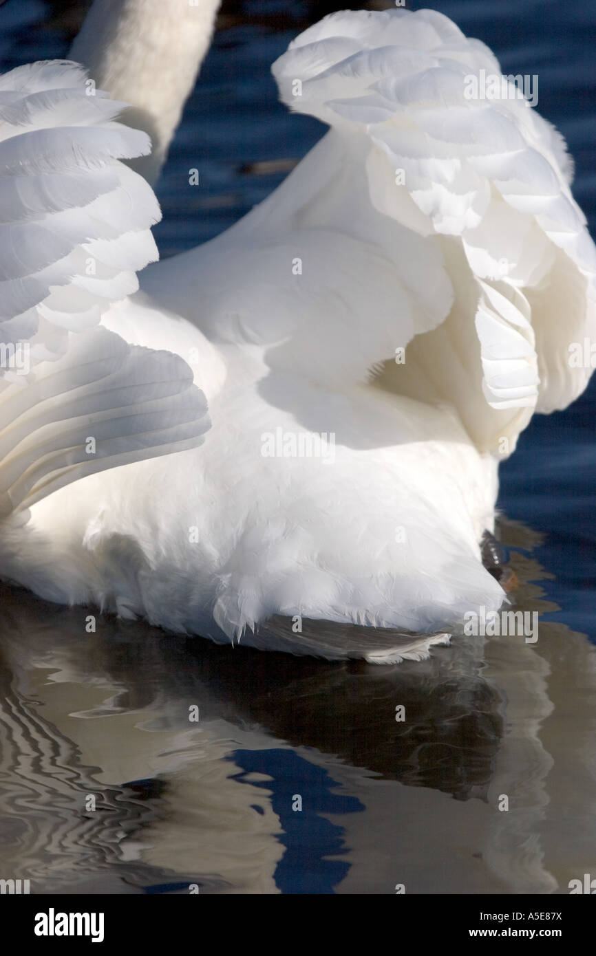 Mute Swan with Wings Raised in Angry Threat Posture Stock Photo Alamy