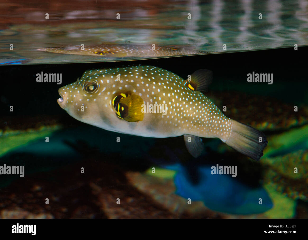 Spotted Puffer Fish (Tetraodon nigrifilis) Stock Photo