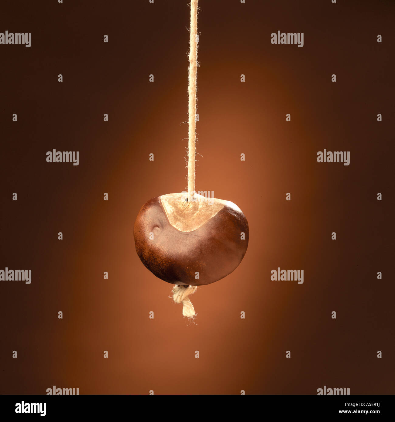 Conker hanging from a string against a brown background Stock Photo Alamy