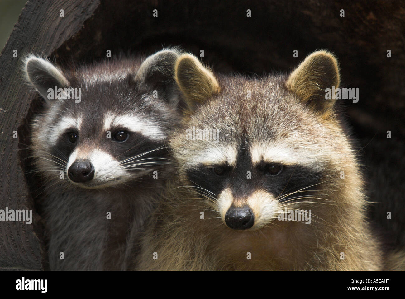 pair of common raccoon,Procyon lotor, Waschbär Pärchen Stock Photo