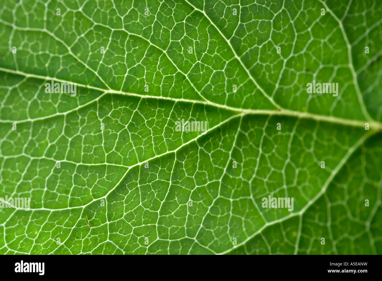 leaf veins Stock Photo