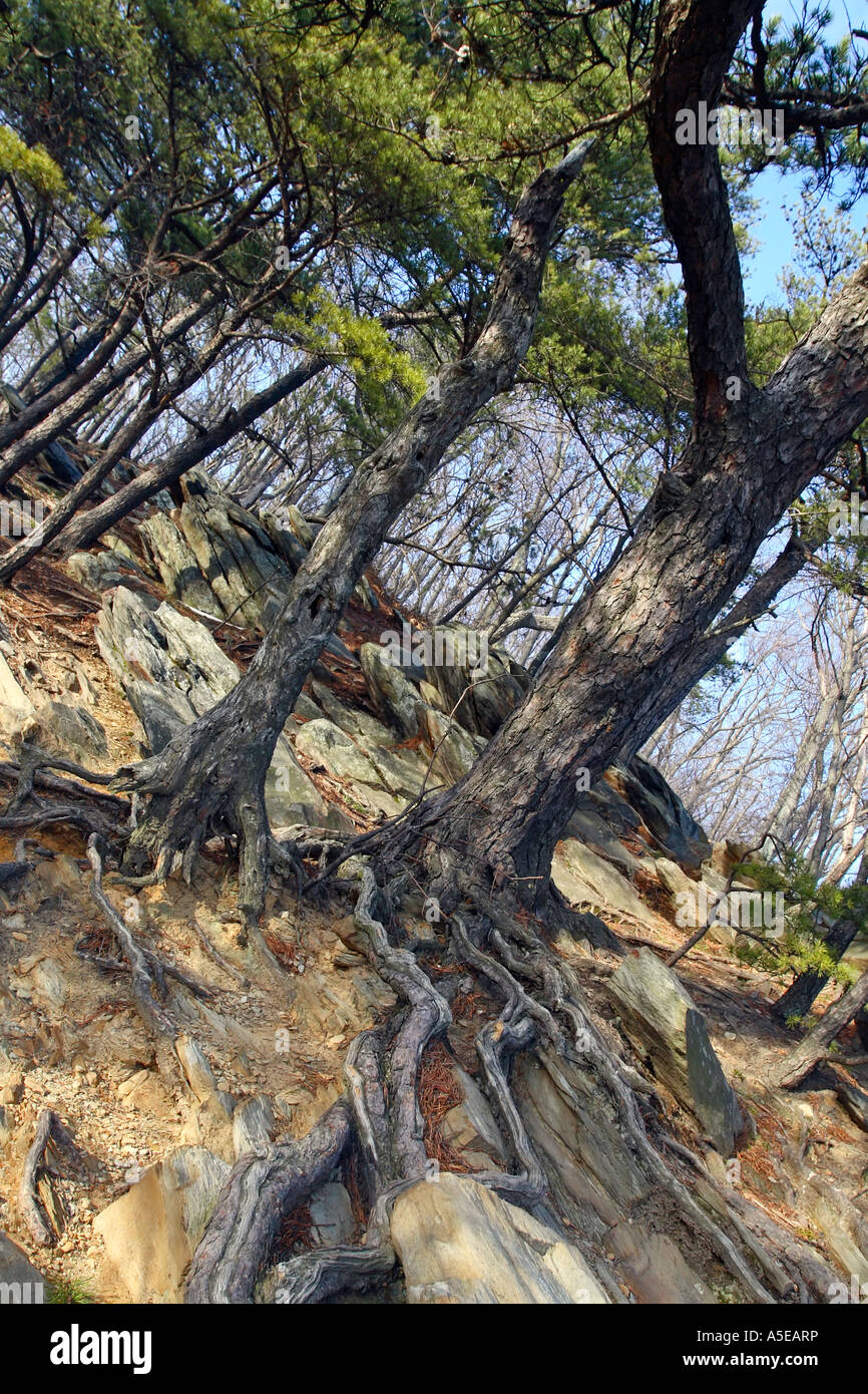 Woodland trail hi-res stock photography and images - Alamy