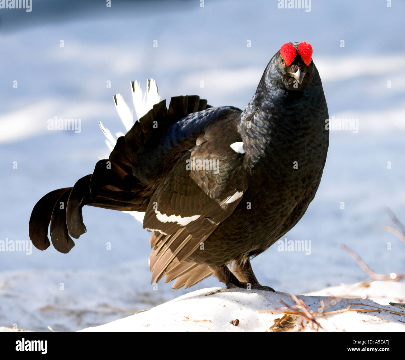 black grouse Lyrurus tetrix or Tetrao tetrix Stock Photo