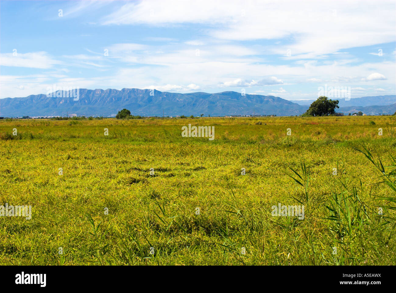 Paddy field in Spain, Reisfeld in Spanien, Ebro Delta Stock Photo