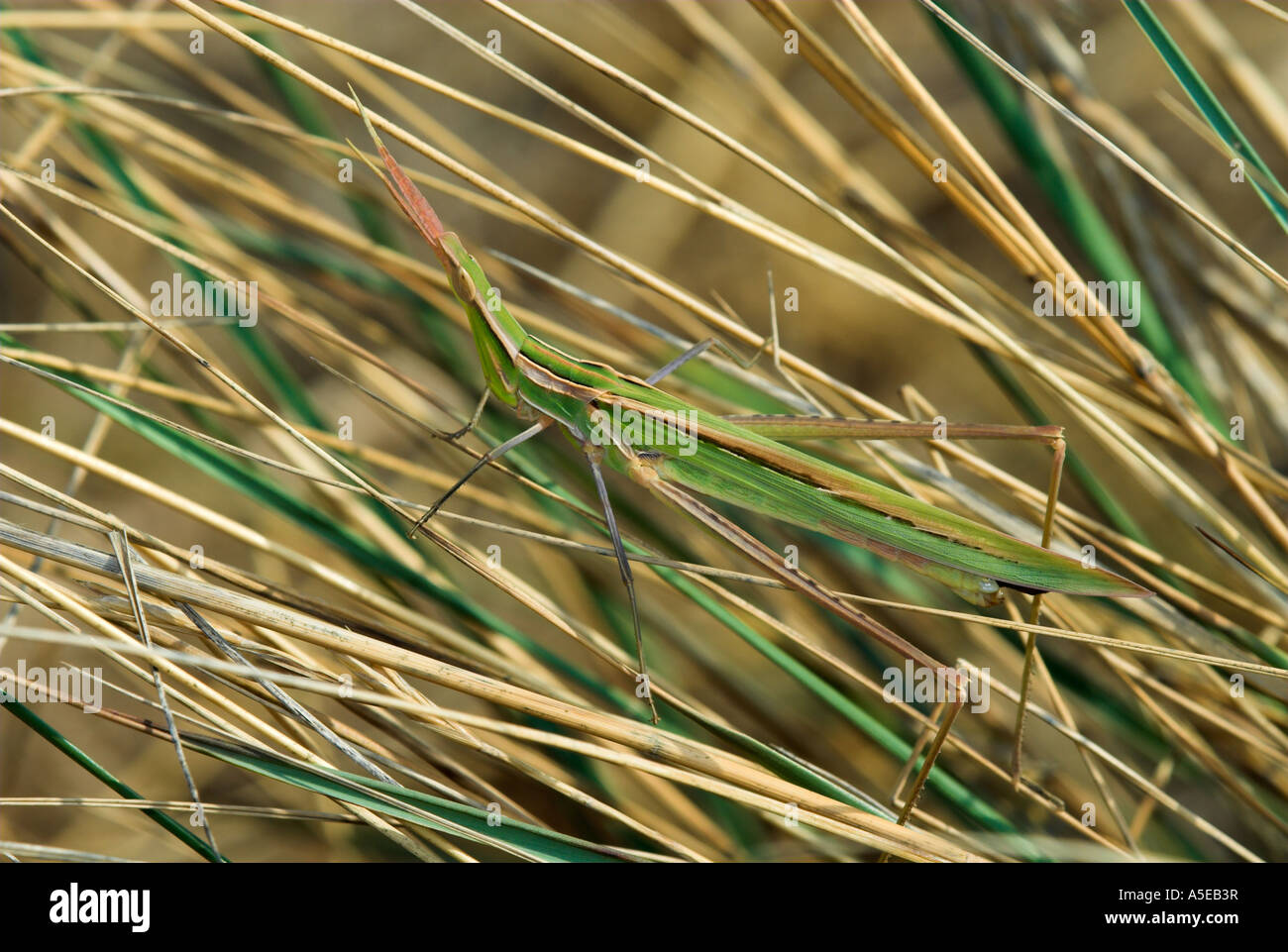 Nasenschrecke hires stock photography and images Alamy