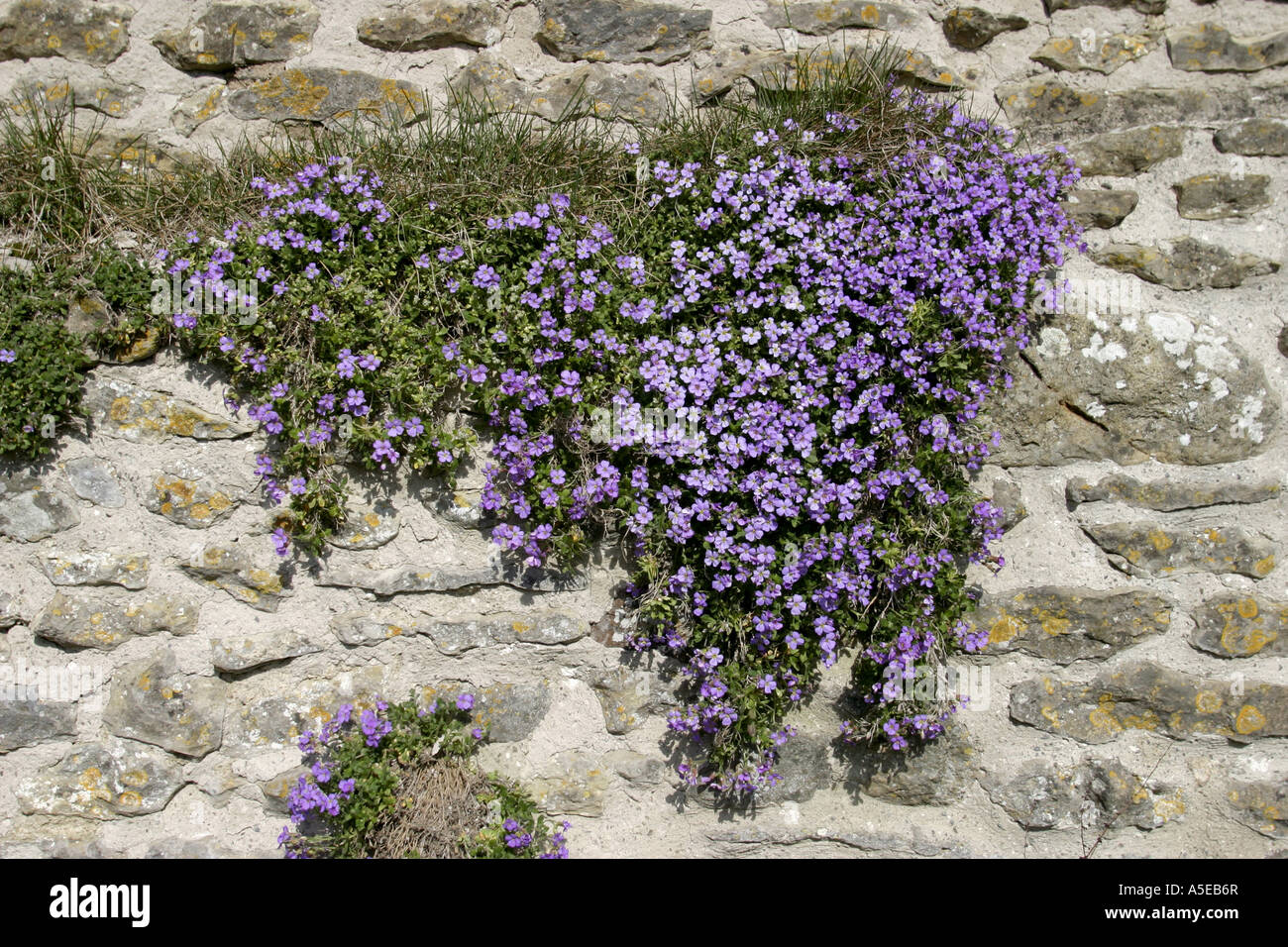 Rock wall flowers hi-res stock photography and images - Alamy