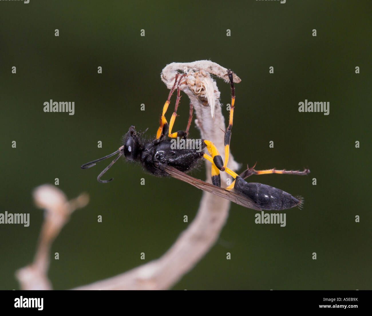 thread waisted wasp sceliphron spirifex Stock Photo