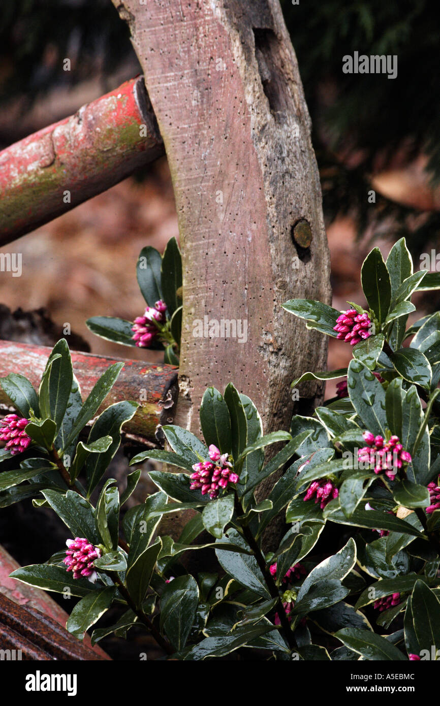 Old Wagon Wheel and Flowers Stock Photo - Alamy