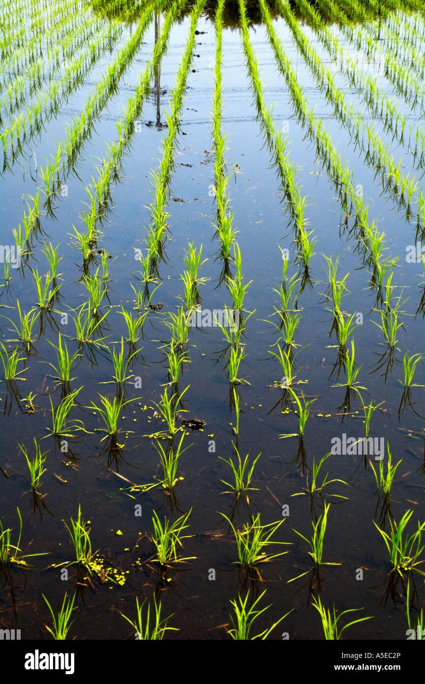 Japan rice field pole hi-res stock photography and images - Alamy