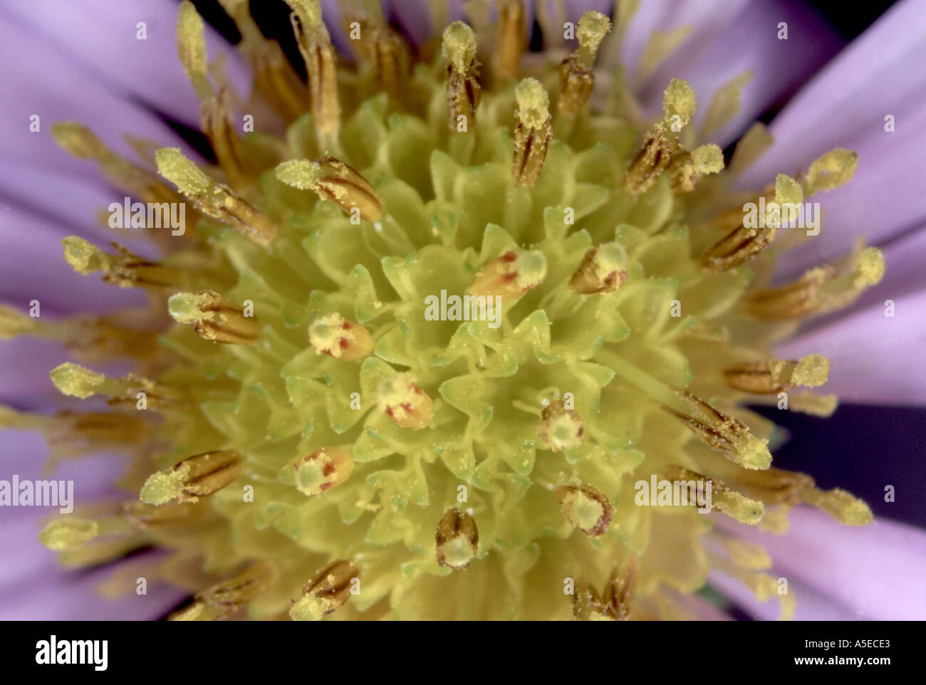 Flower parts of a Michaelmas daisy Aster novi belgii macro detail Stock Photo