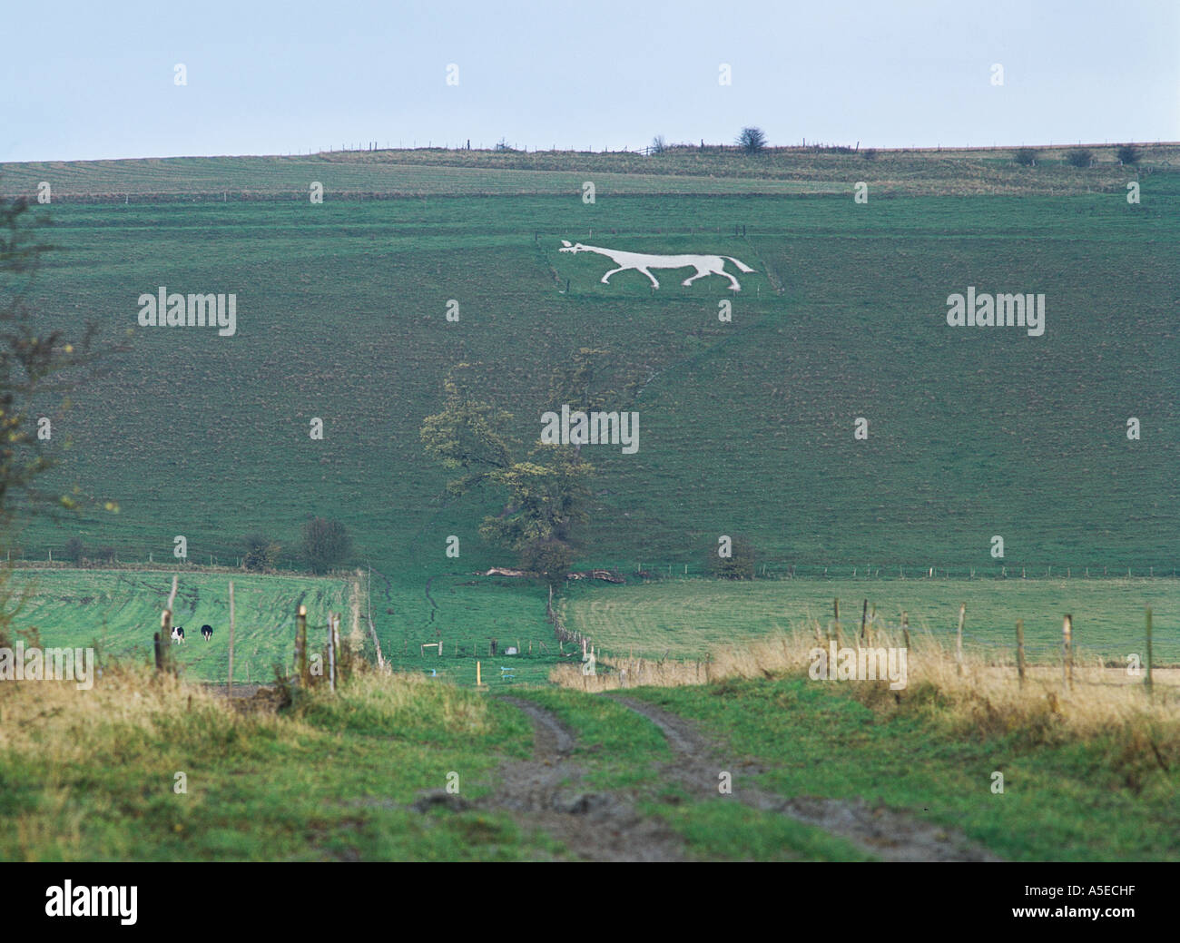 Pewsey White Horse ancient stylised white horse cut into the chalk hillside above the Wiltshire village of Pewsey ENGLAND Stock Photo