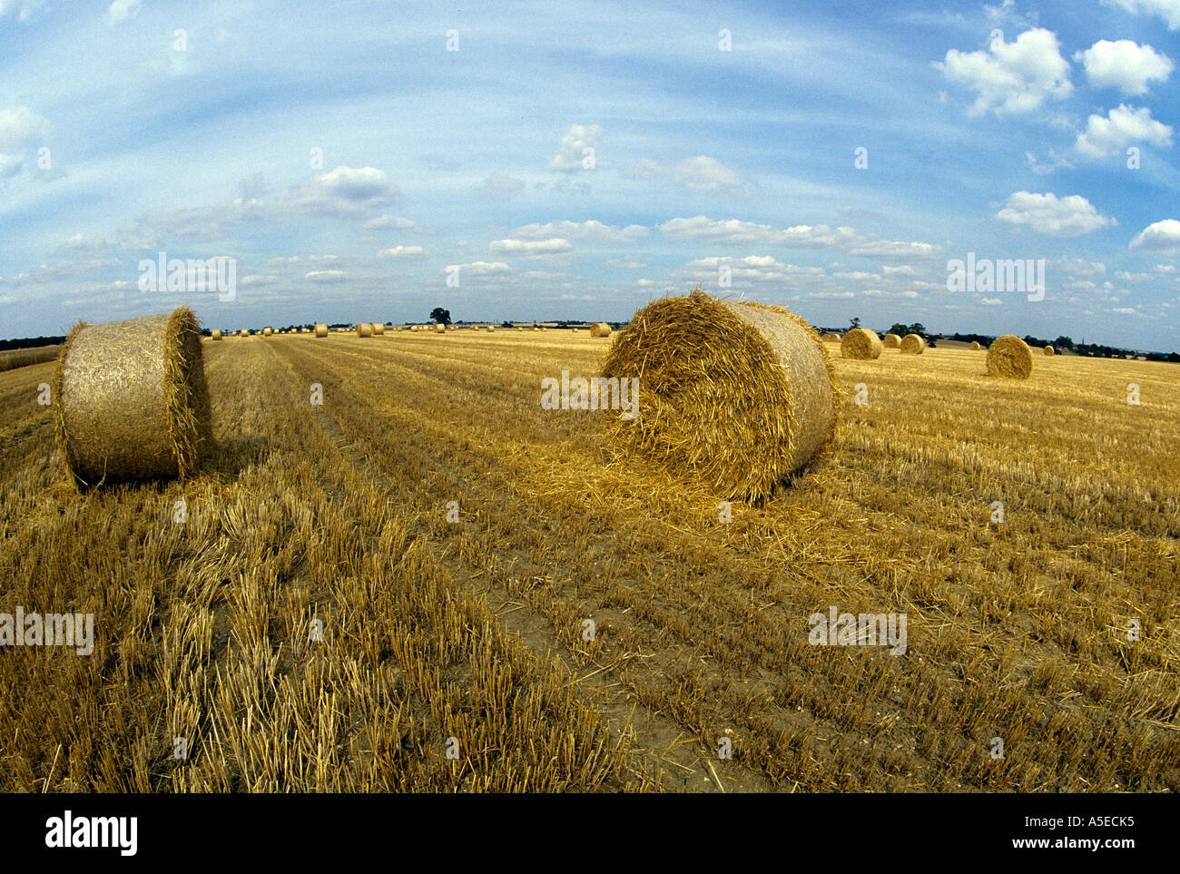 Straw is rolled into huge bails which can only be collected mechanically ENGLAND Stock Photo