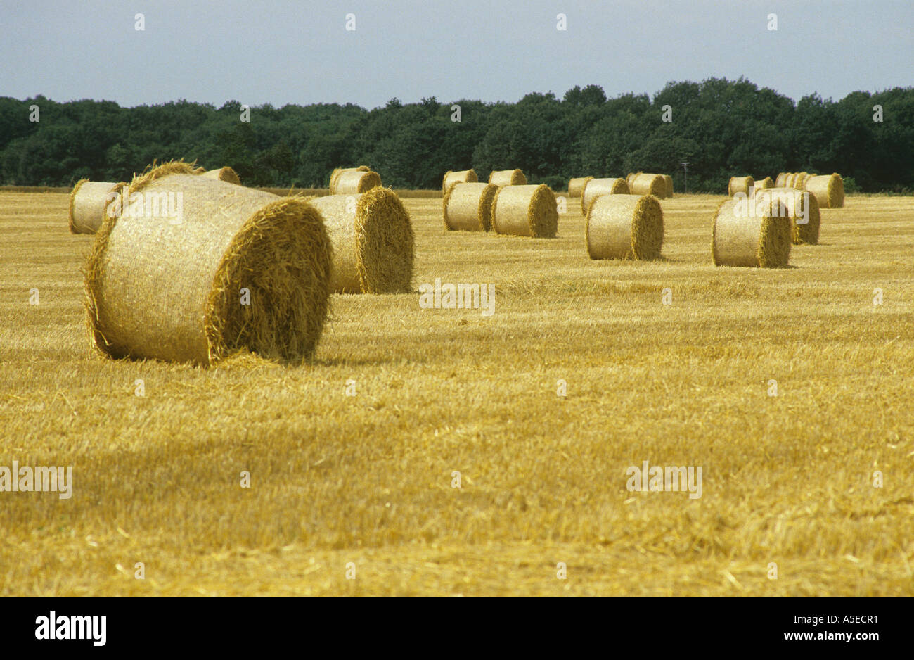 Straw is rolled into huge bails which can only be collected mechanically ENGLAND Stock Photo