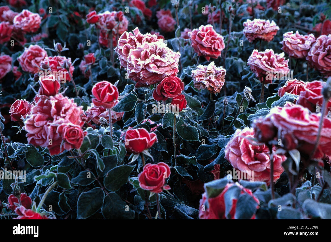 winter rose garden Stock Photo - Alamy