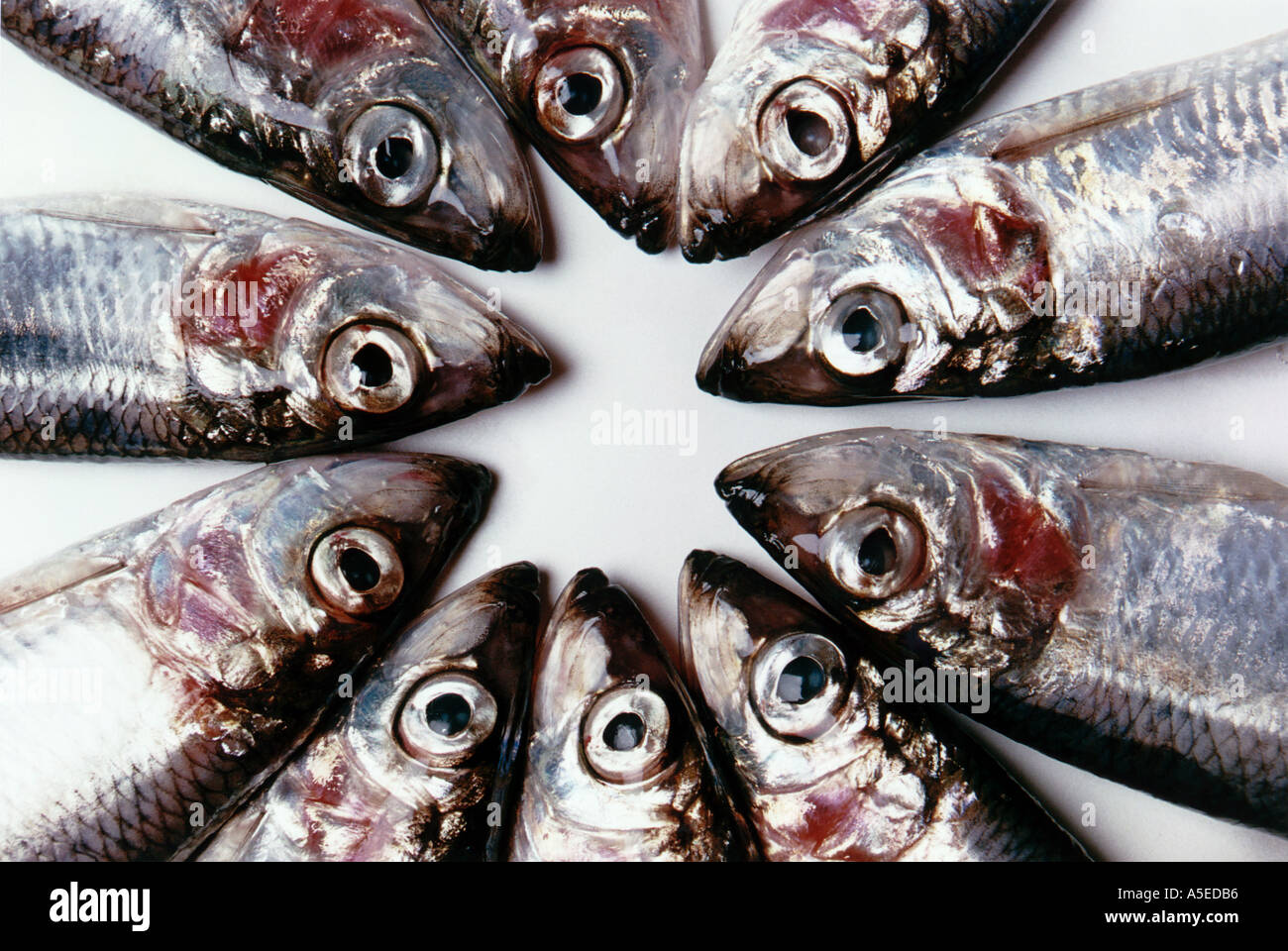 Herring in a circle Stock Photo Alamy
