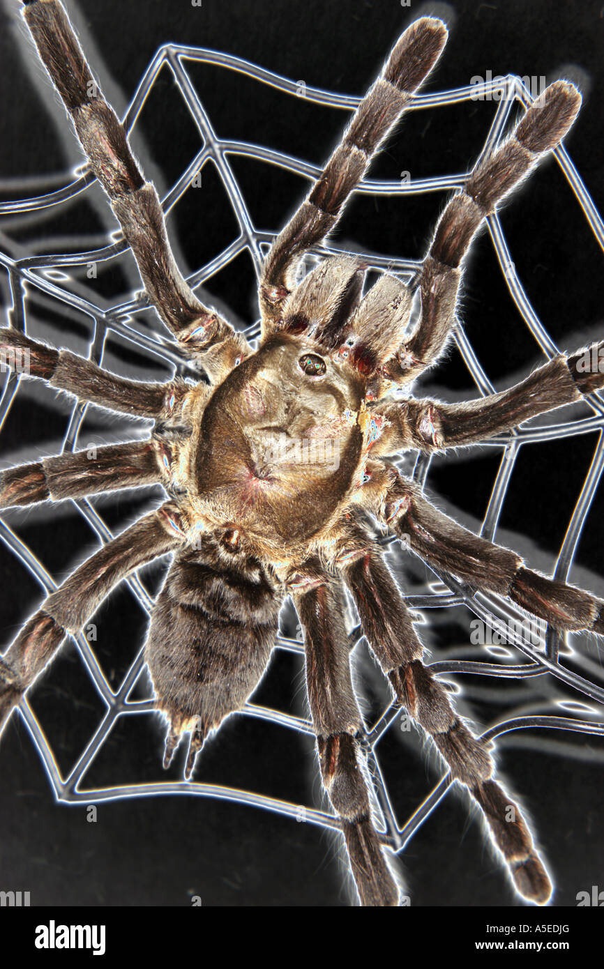 Spider in web Stock Photo