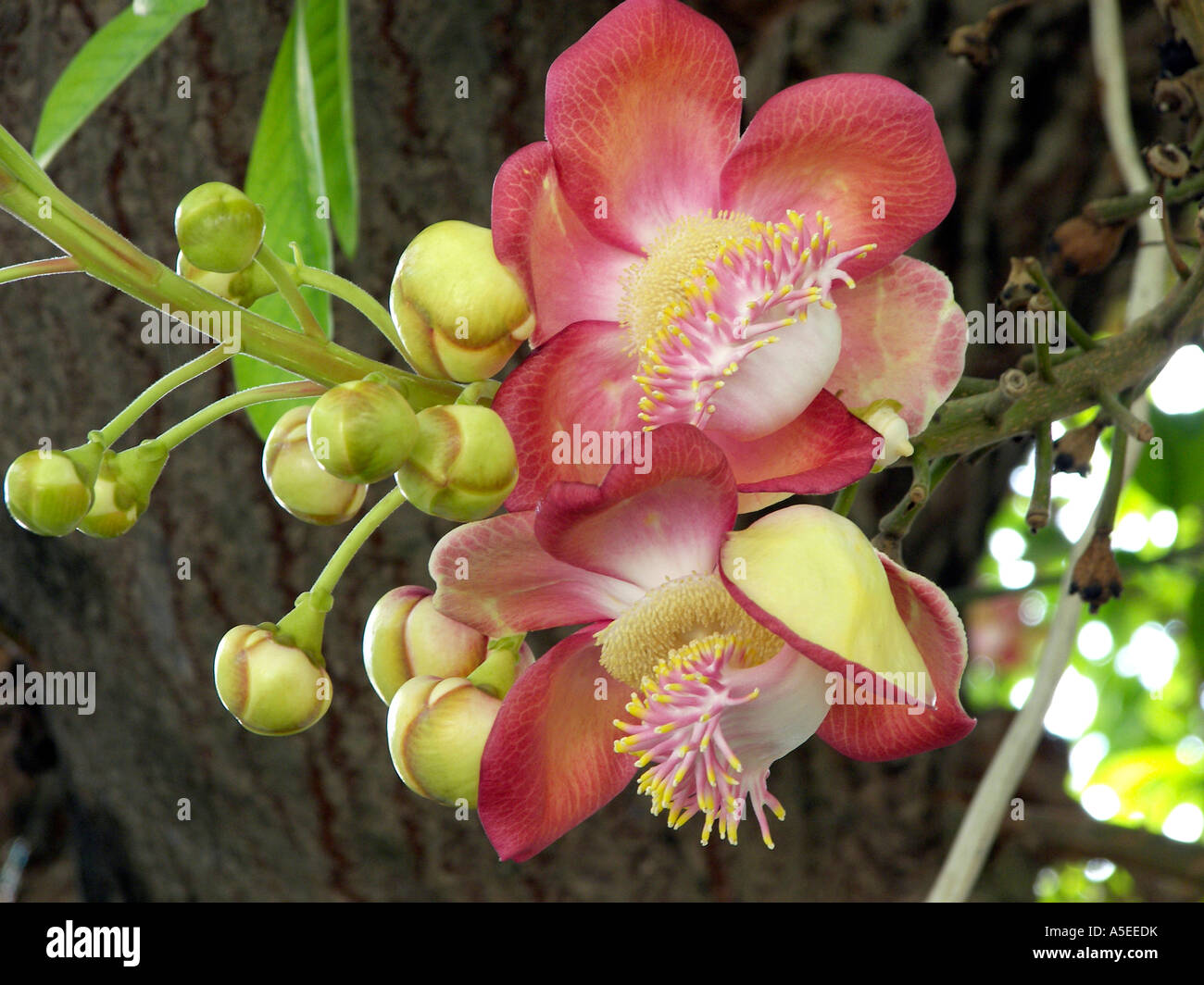 Tropical flowers in Thailand Stock Photo Alamy