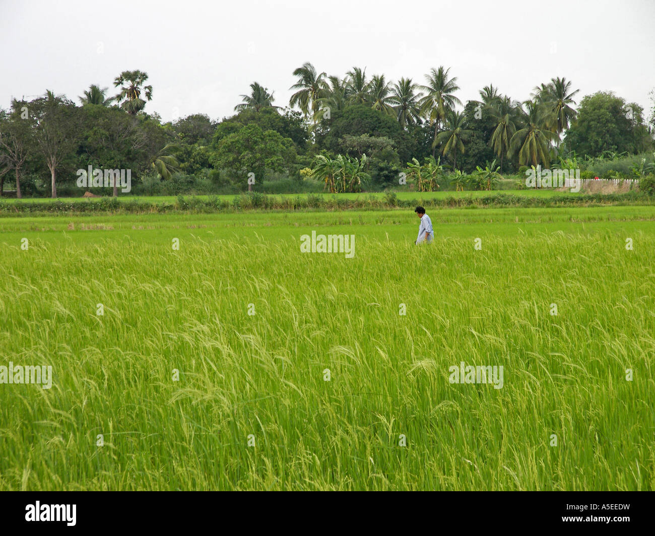 Rice field in Thailand Stock Photo