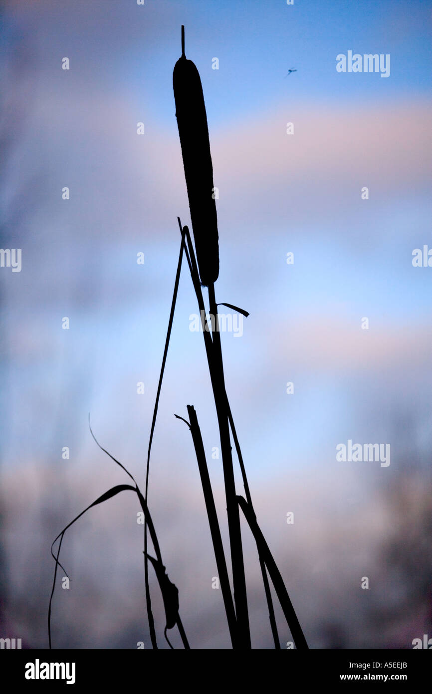 Bulrush silhouette. Stock Photo