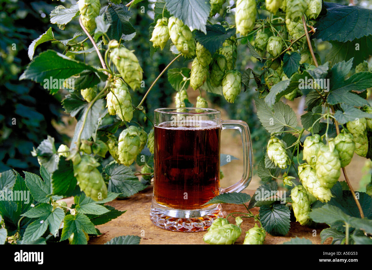 Local Kentish beer in pint mug among the hop vines in a hop garden Kent UK Stock Photo