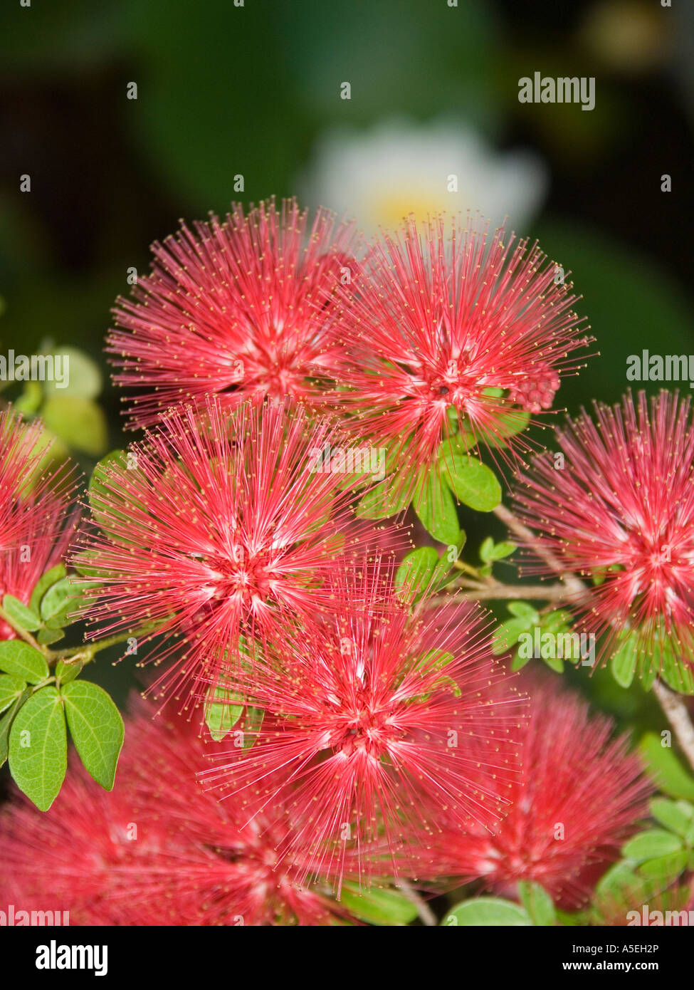 Closeup of red pink flowers of Calliandra tweedii pom pom bush Stock Photo