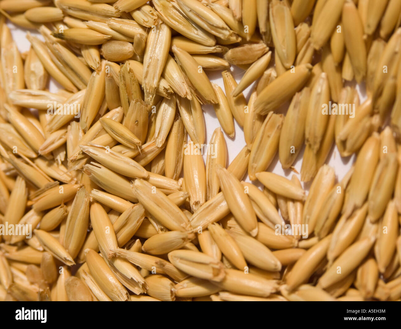 Closeup view of cereal grains of wheat Stock Photo Alamy