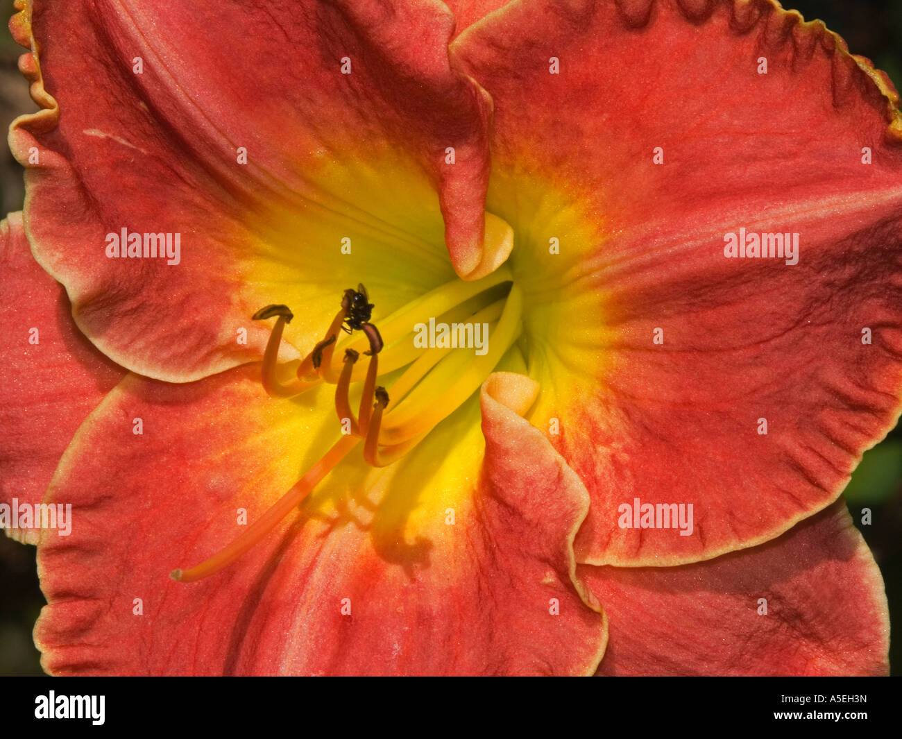 Closeup view of red orange flower of hemerocallis daylily Stock Photo