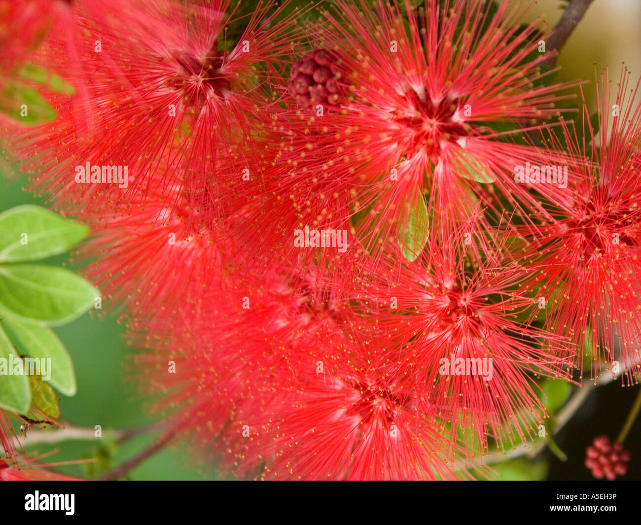 Closeup view of bright red flowers of Calliandra tweedii pom pom bush a popular garden shrub Stock Photo