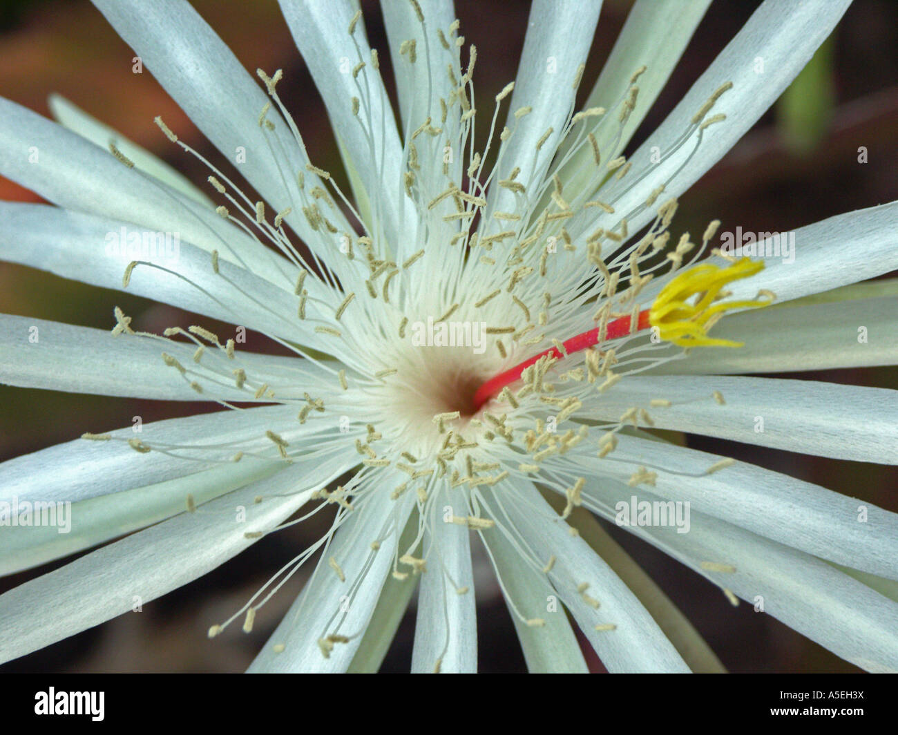 Closeup shot of white flower of epiphyllum cactus Stock Photo
