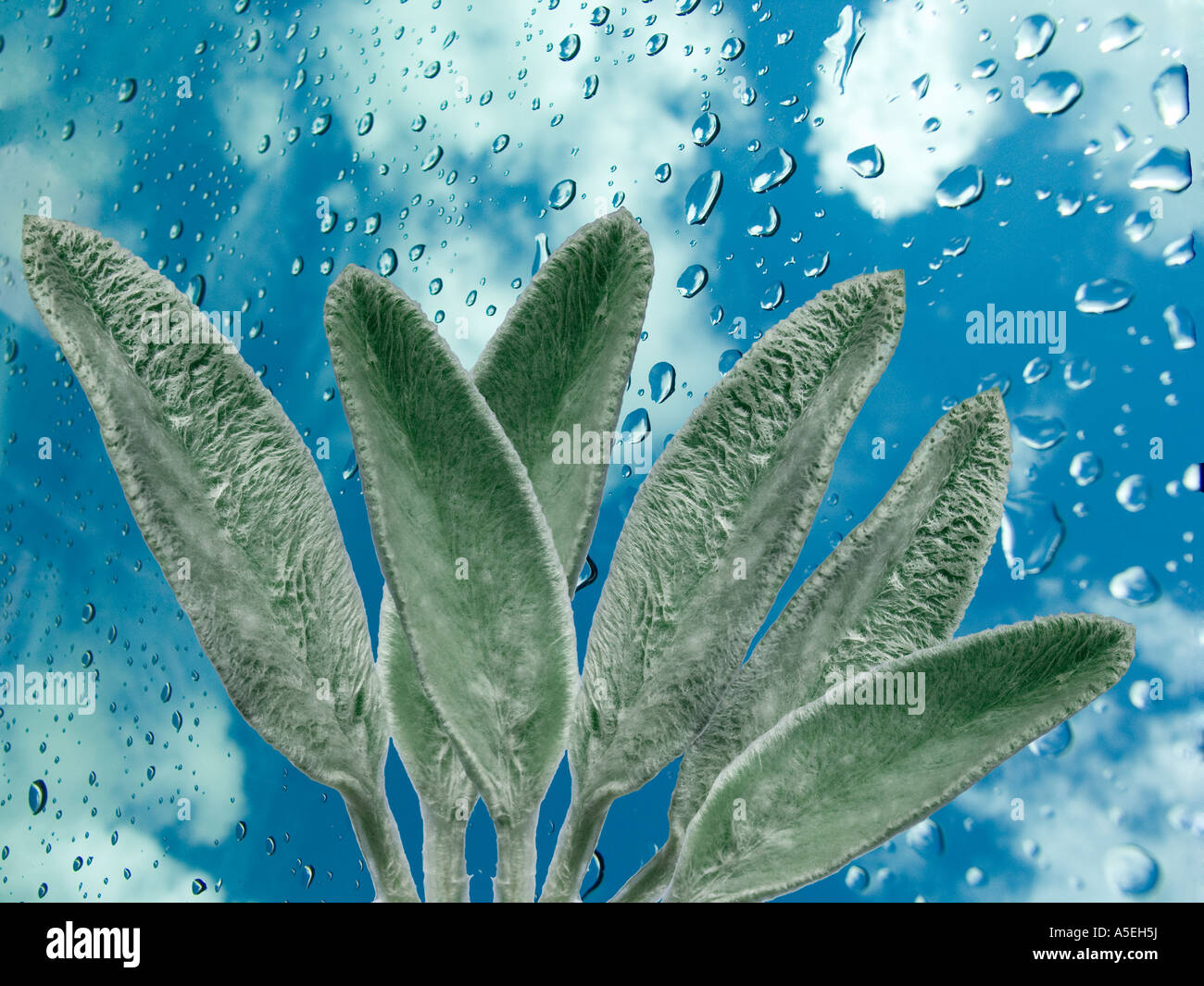 Leaves of lambs ear Stachys lanata against a background of blue and white sky with raindrops Stock Photo