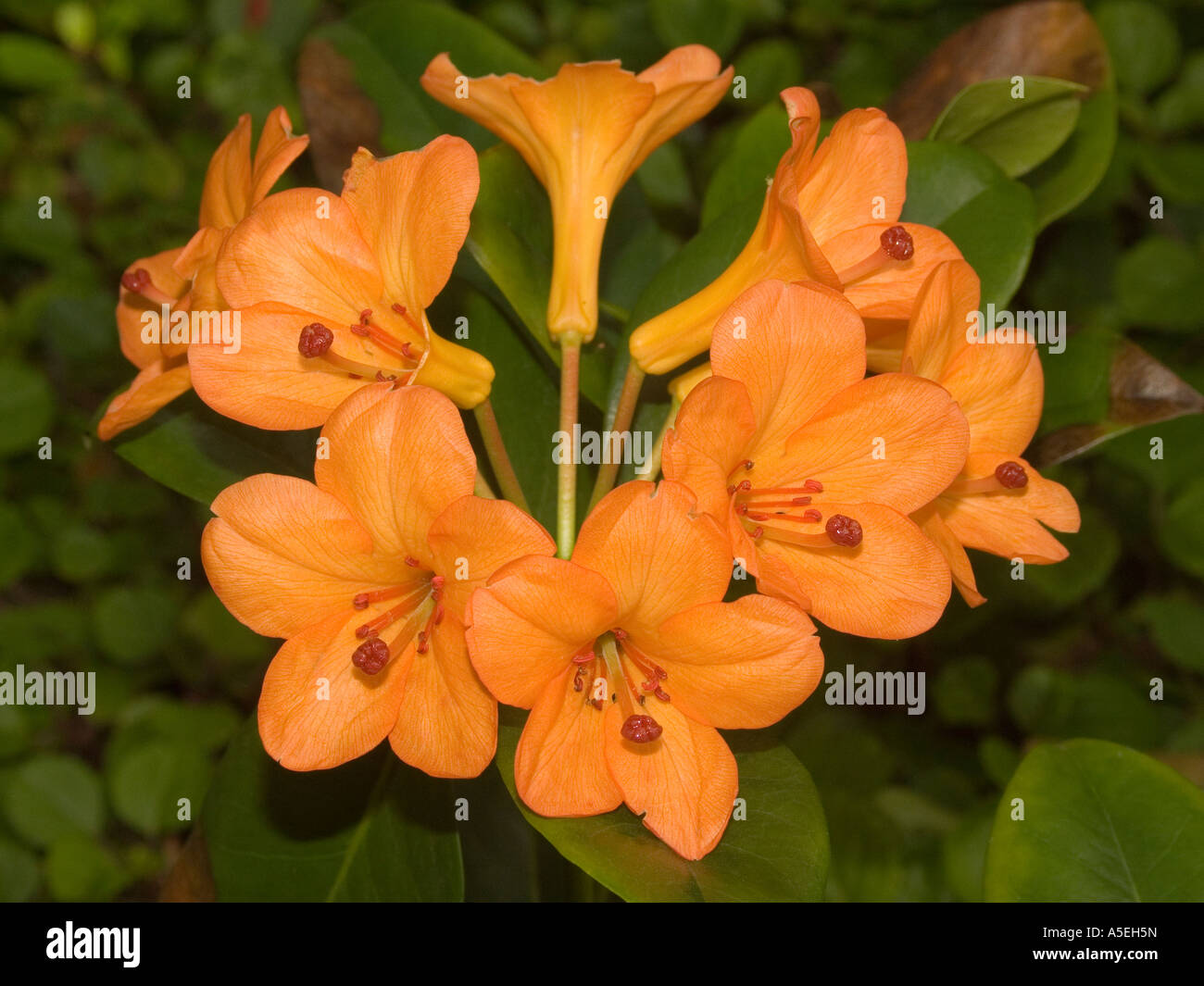 Cluster of orange flowers of tropical Rhododendron vireya cultivar 'Orange Way' Stock Photo