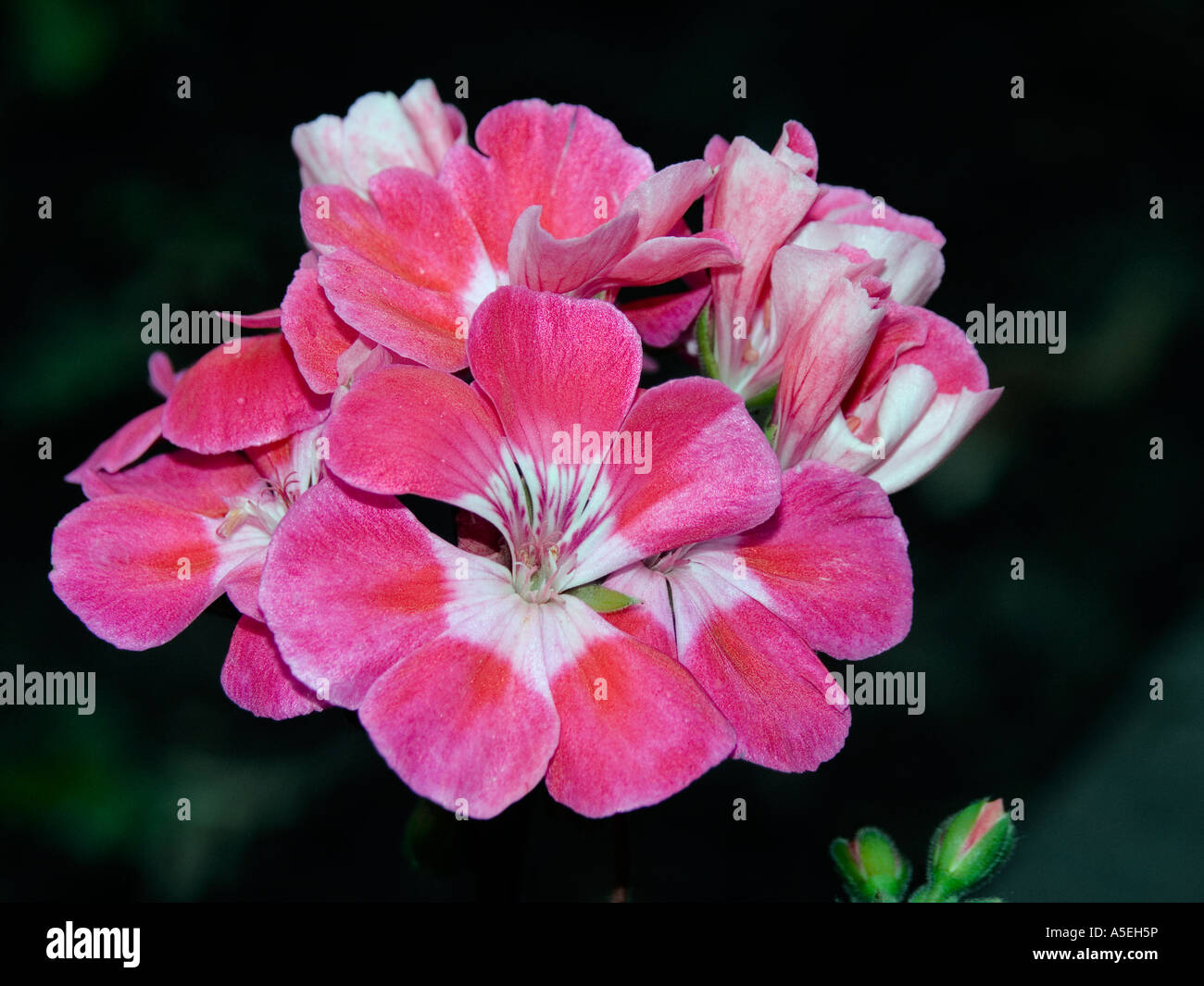 Cluster of stunning and unusual pink and white flowers and buds of Geranium Florever series against a black background Stock Photo