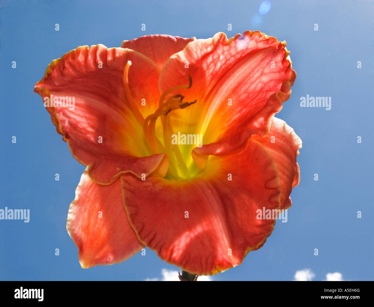 Red / orange flower of Hemerocallis - daylily - against a background of blue sky Stock Photo