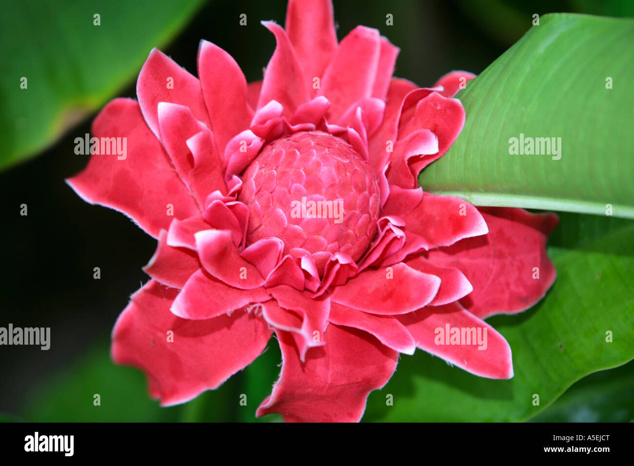 Tropical flowers in Thailand Stock Photo Alamy