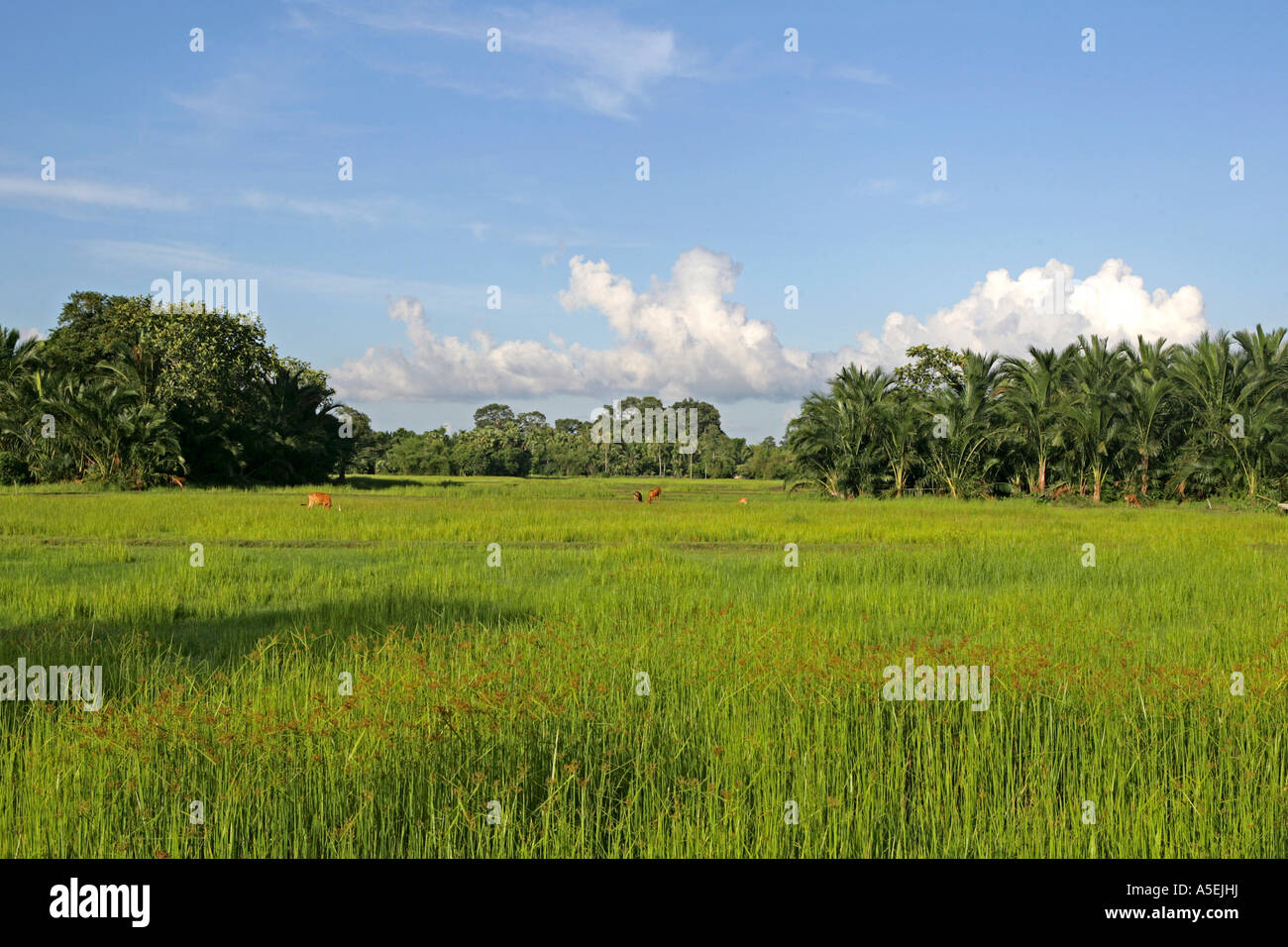 South east asia scenery hi-res stock photography and images - Alamy