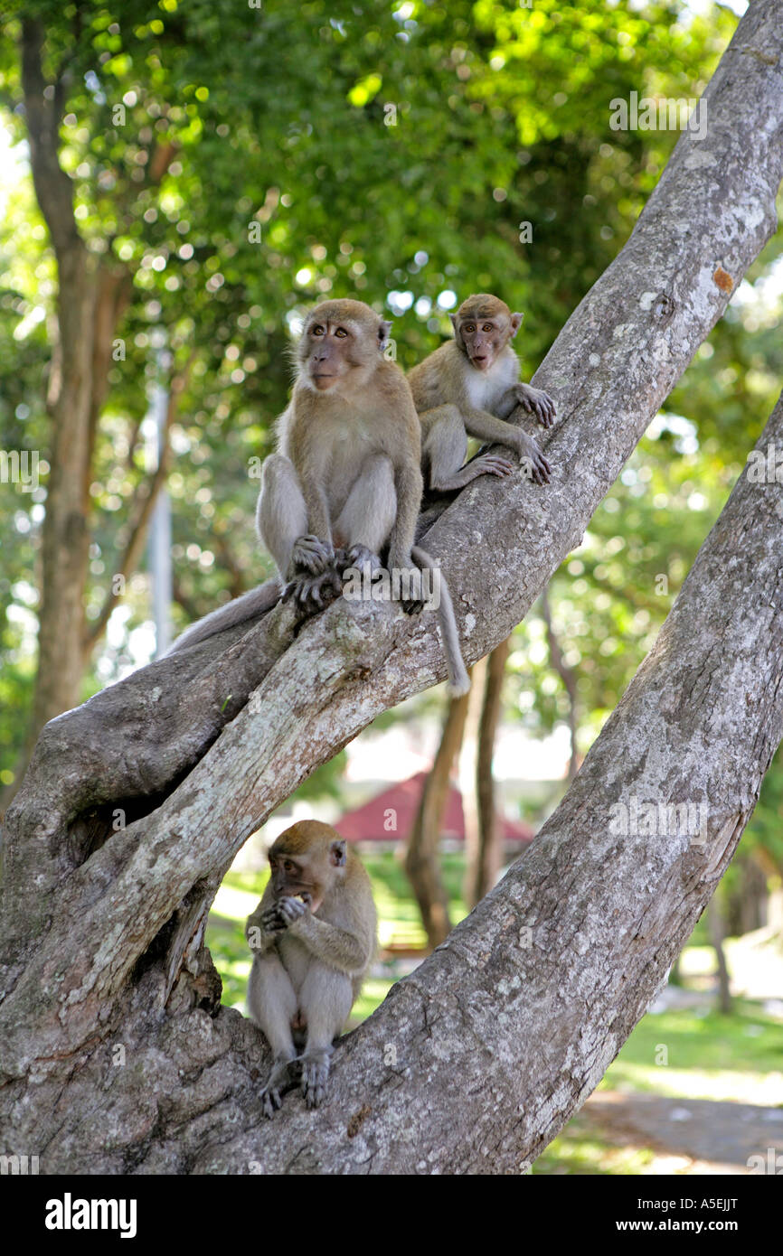 Thailand, monkeys in Park at Songklah Stock Photo