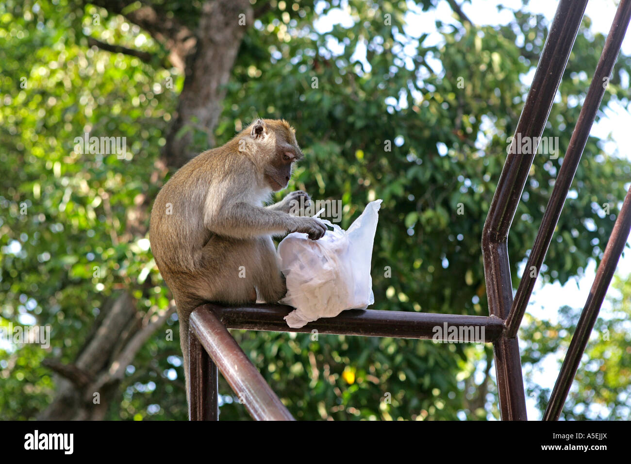 Thailand, monkeys in Park at Songklah Stock Photo