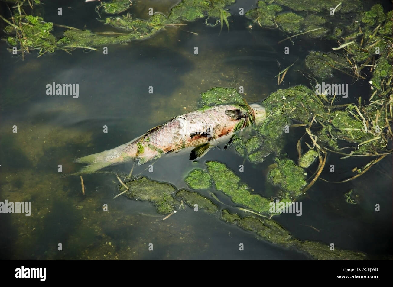 Dead fish and algae floating in the River Lea or Lee London UK Stock