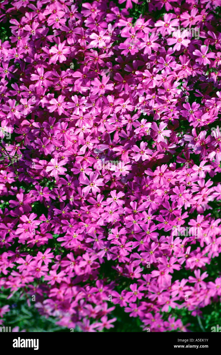 Pink spring wildflowers (Genus Phlox, family Polemoniaceae) abound along roadsides in the mountains of eastern West Virginia, Stock Photo