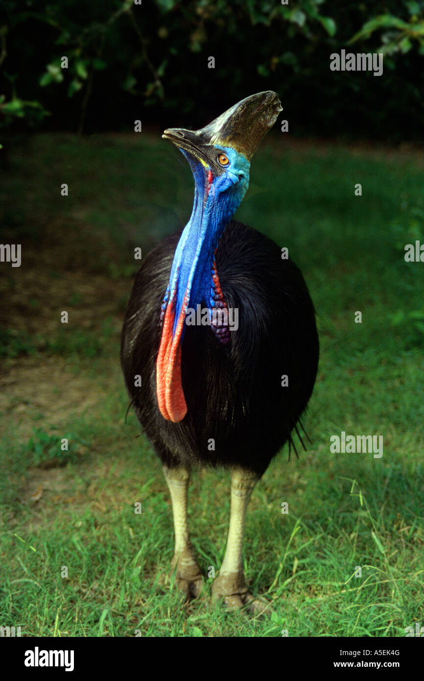 The Southern Cassowary (Casuarius casarius) of Australia is is the third largest bird in the world, after the ostrich and emu. Stock Photo