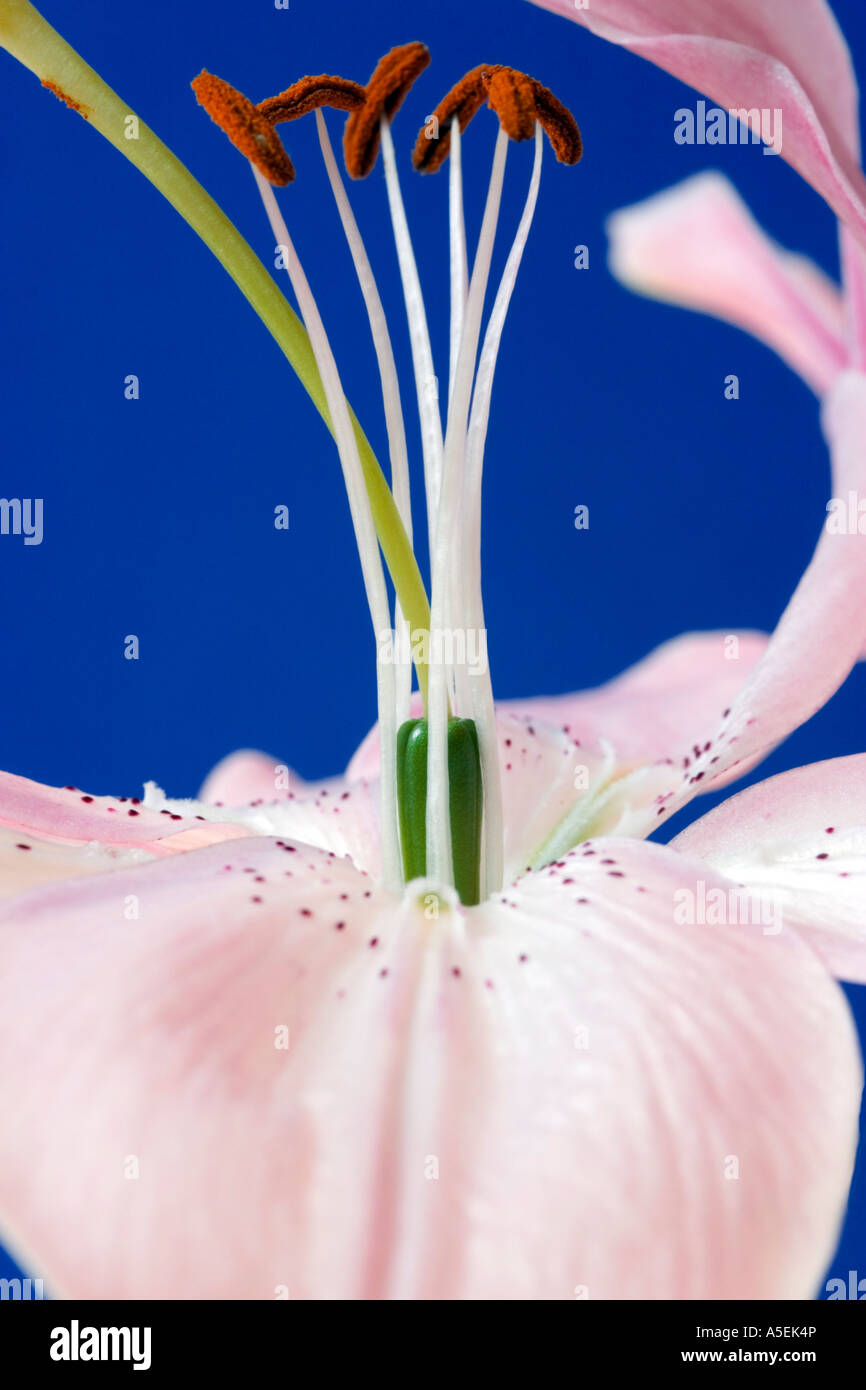 A close up of the Rubellum lily Stock Photo