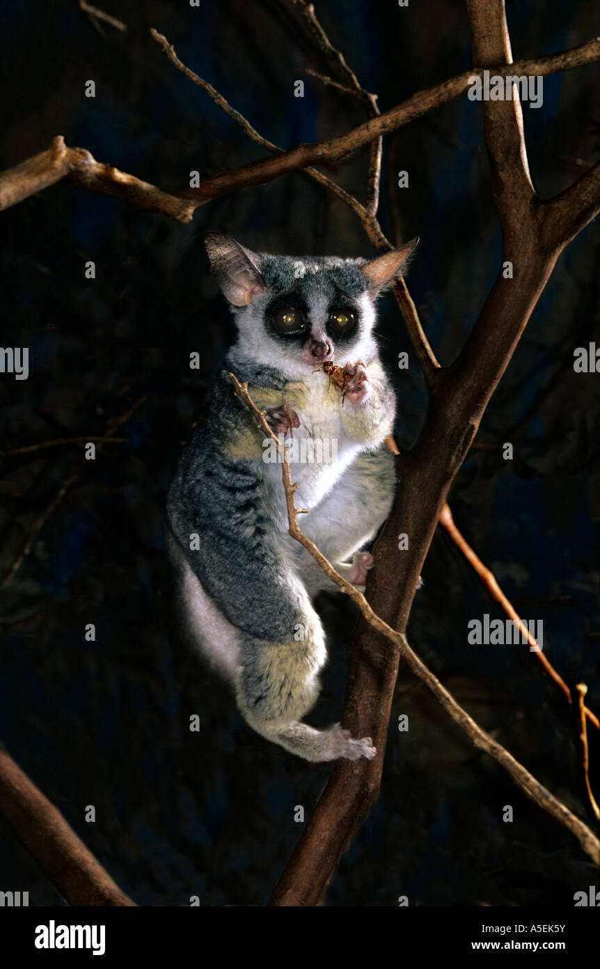 Galagos, also known as bush babies or nagapies ('night monkeys' in Afrikaans), are small, nocturnal primates native to Africa. Stock Photo