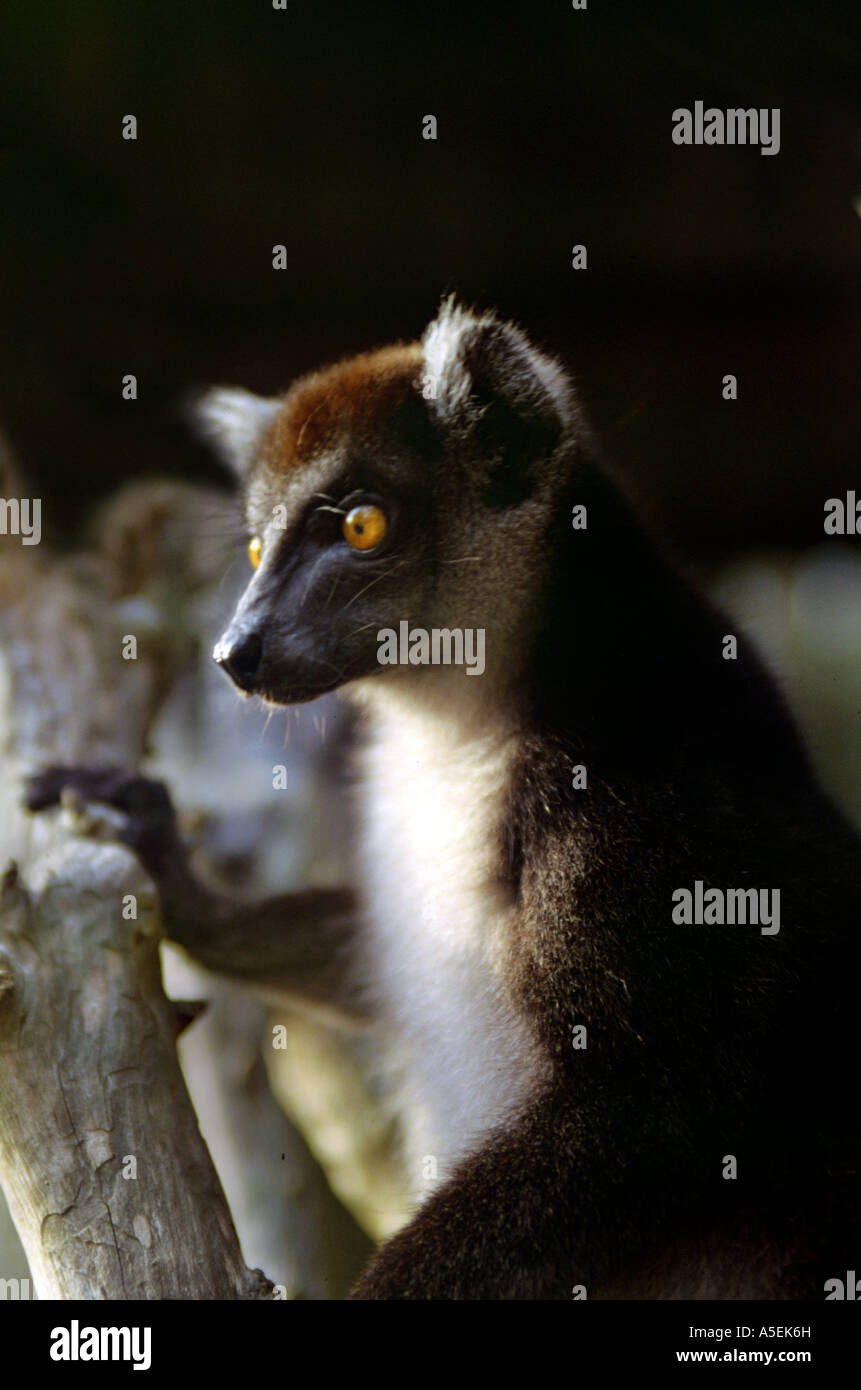 Primates Collection This Red fronted Brown Lemur, Eulemur rufus, lives in the primates ...