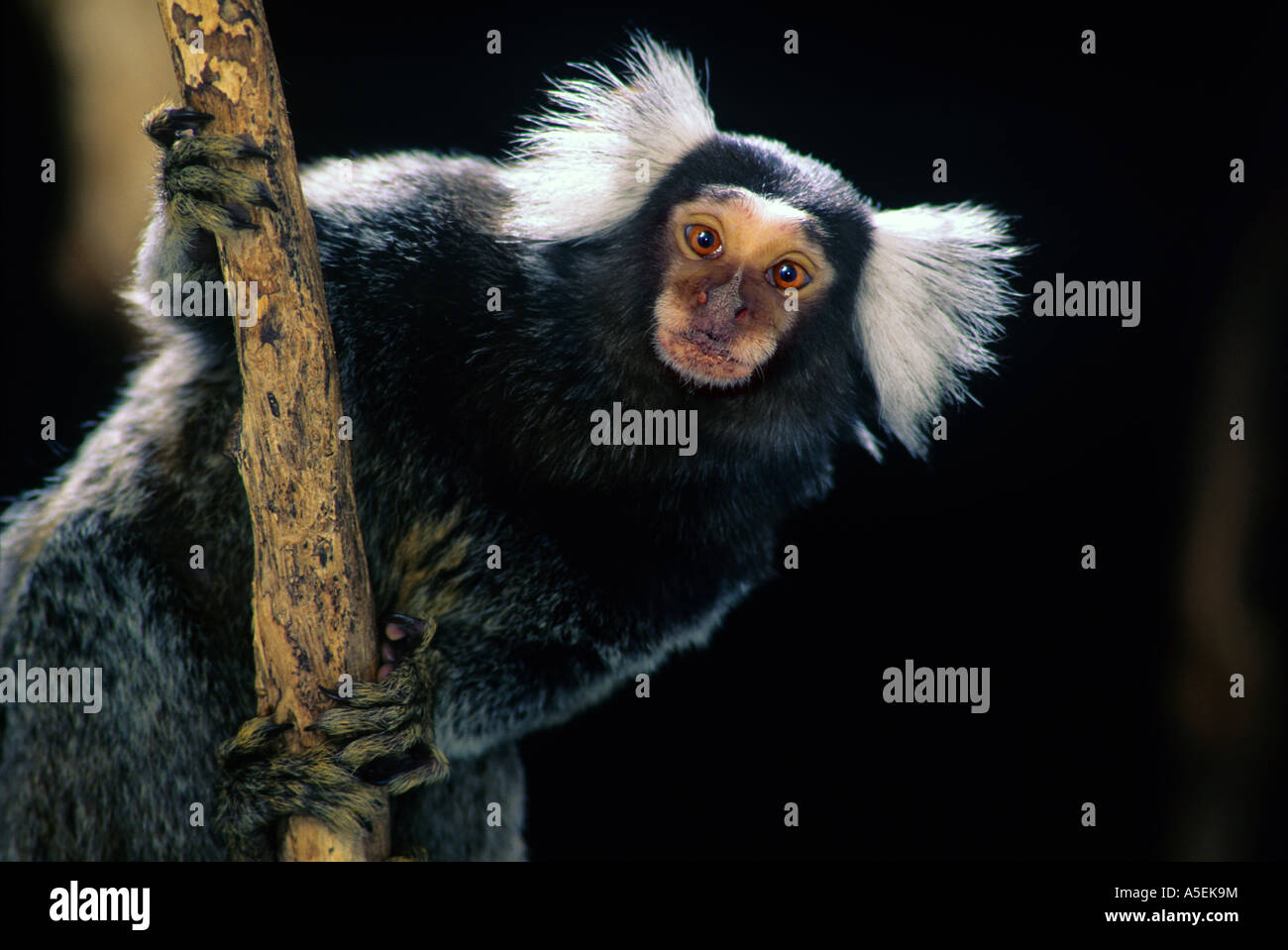 The Common Marmoset (Callithrix jacchus) a New World monkey native to ...