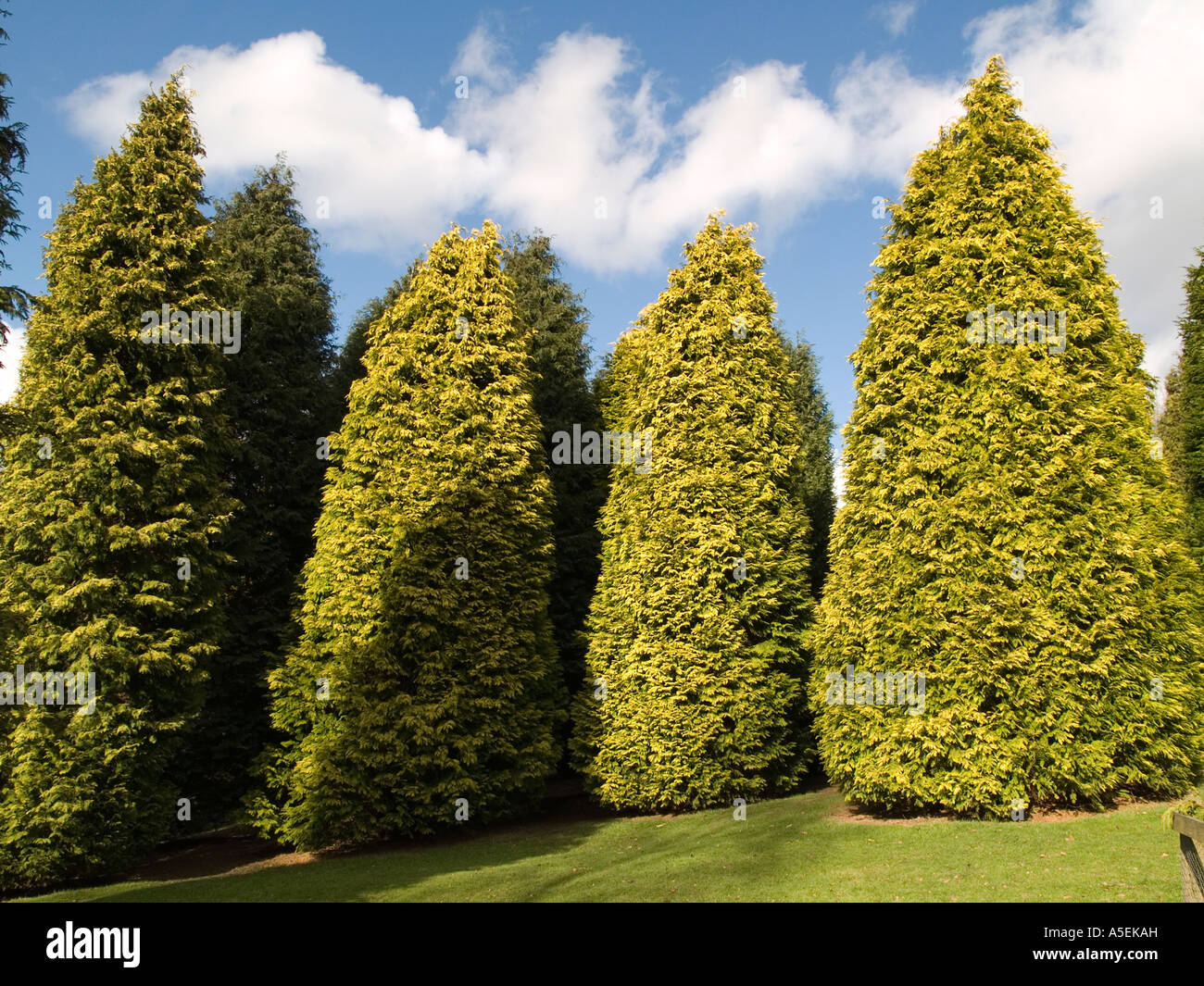 Leyland Cypress trees which make large hedges here growing as individual plants at Durham Botanical Gardens Stock Photo