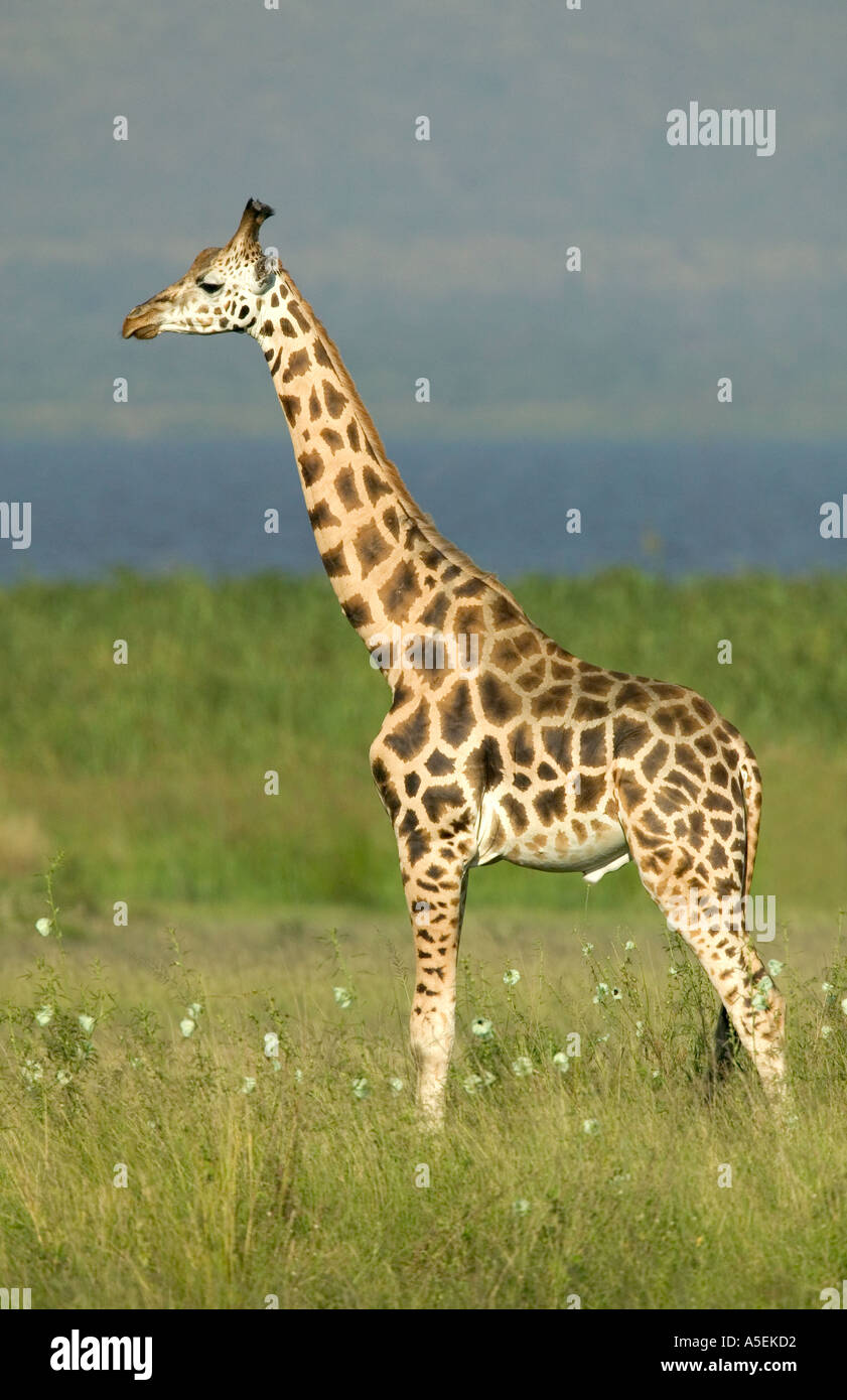 Male uganda giraffe hi-res stock photography and images - Alamy