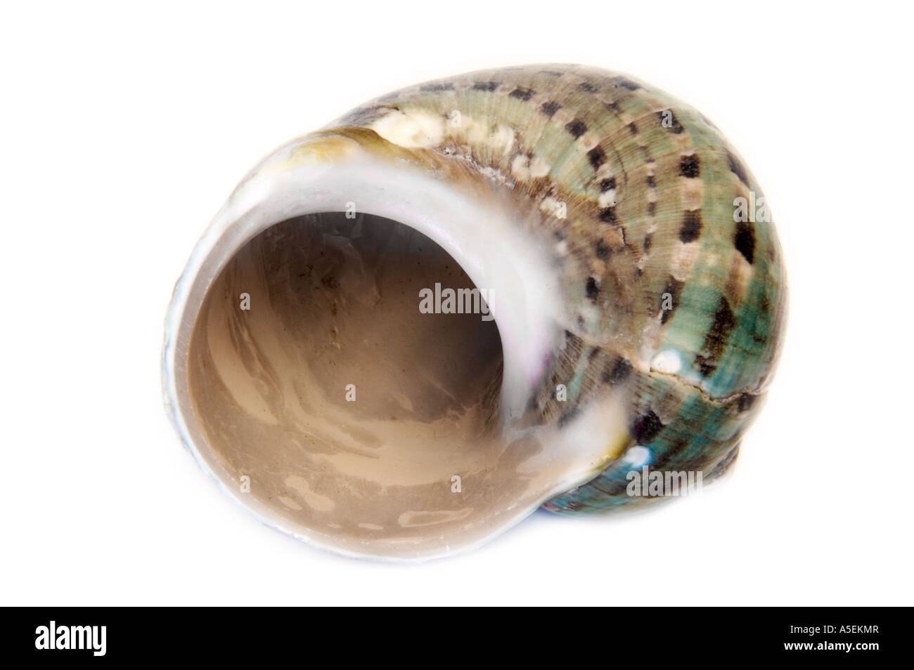 Open White Shell shell in a white background Stock Photo - Alamy