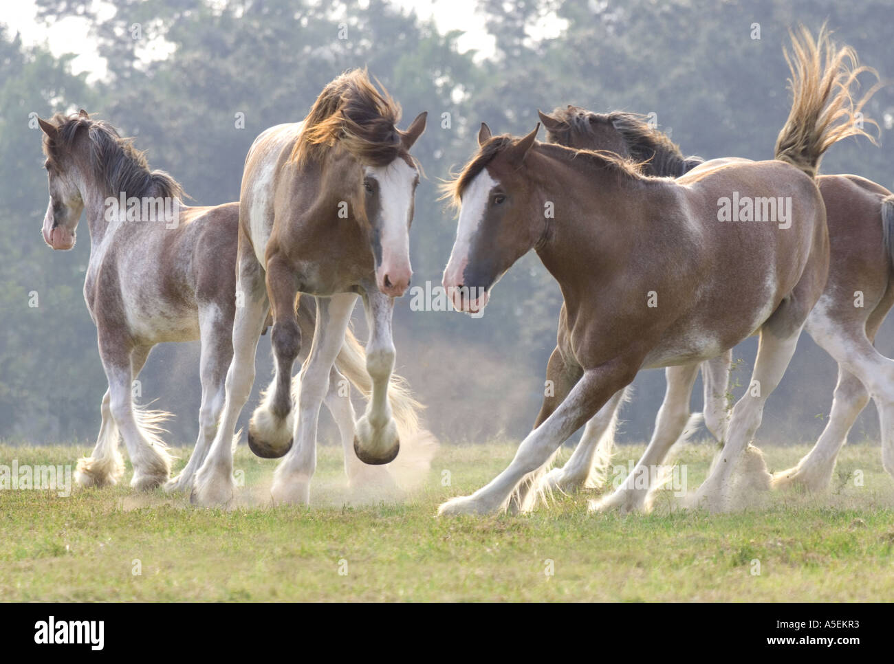 Clydesdale Foal Running