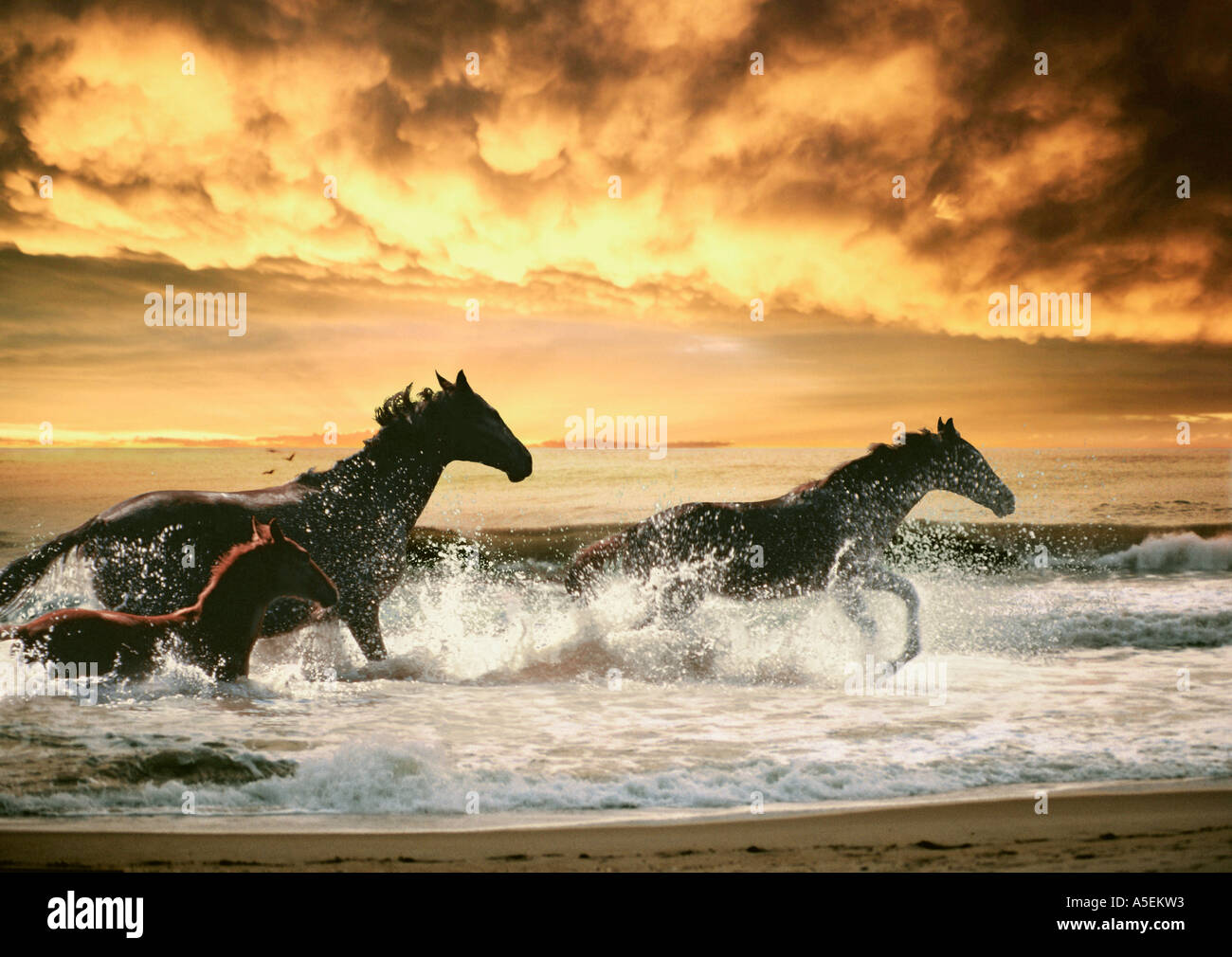 Thoroughbred mare and fols splash through surf sillhouetted by dawn sky Stock Photo
